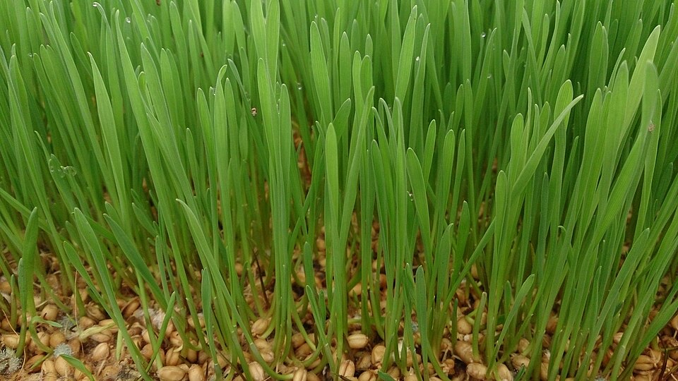 Fresh Wheatgrass microgreens — The classic detox green. Juice it fresh for a daily chlorophyll and immunity boost.