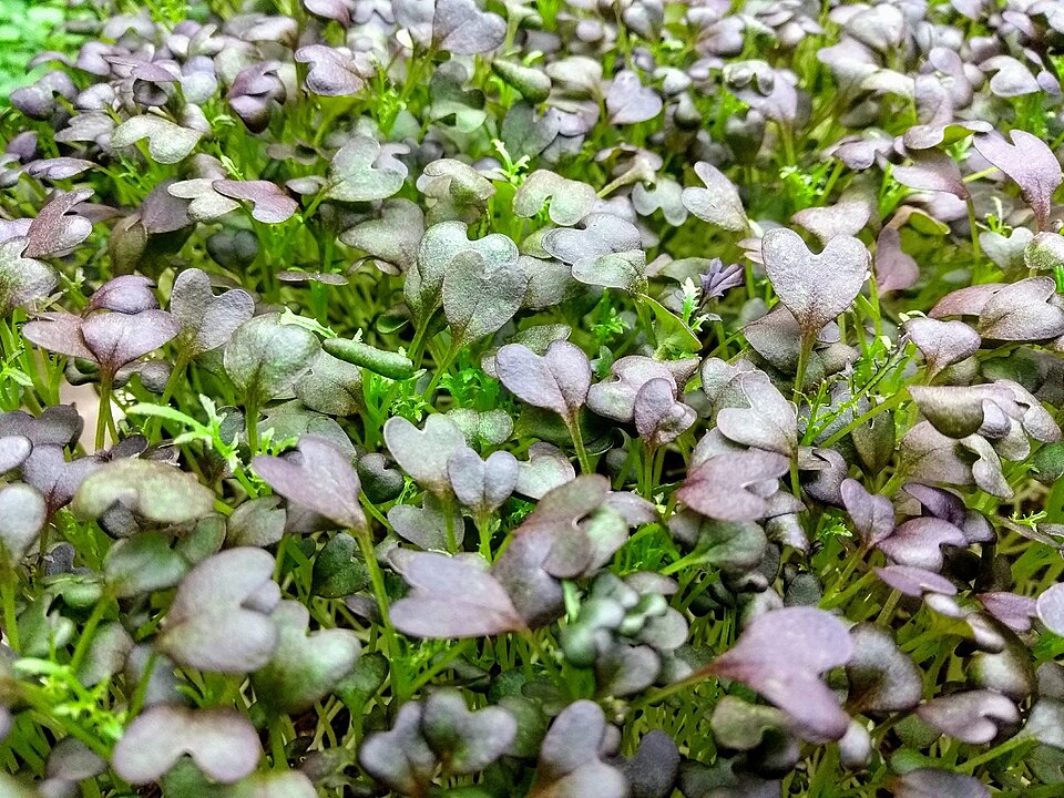 Fresh Mizuna Microgreens microgreens — Japanese mustard green with a gentle peppery bite. Lovely in Asian salads and soups.