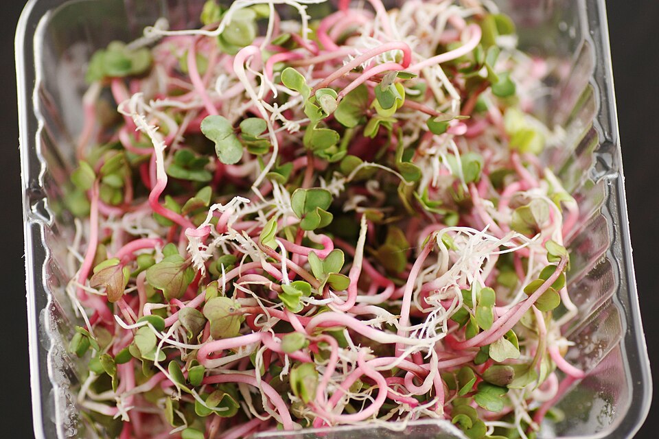 Fresh Radish Microgreens microgreens — Peppery pink-stemmed greens that add a spicy kick and gorgeous colour to any plate.