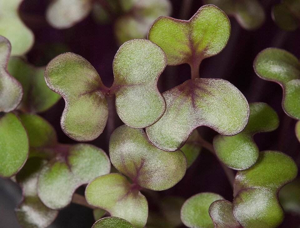 Fresh Red Cabbage Microgreens microgreens — Stunning violet leaves loaded with vitamin C and anthocyanins. Mild, fresh, beautiful.