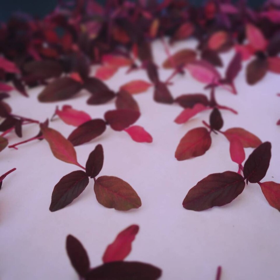 Fresh Red Amaranth Microgreens microgreens — Brilliant magenta leaves with an earthy, beet-like flavour. Restaurant-grade garnish.