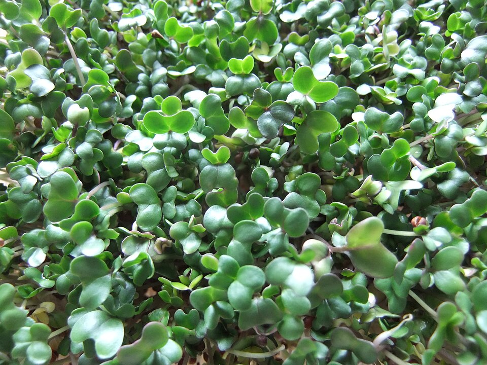 Fresh Broccoli Microgreens microgreens — Mild and mighty — up to 40x the sulforaphane of mature broccoli. A true superfood.