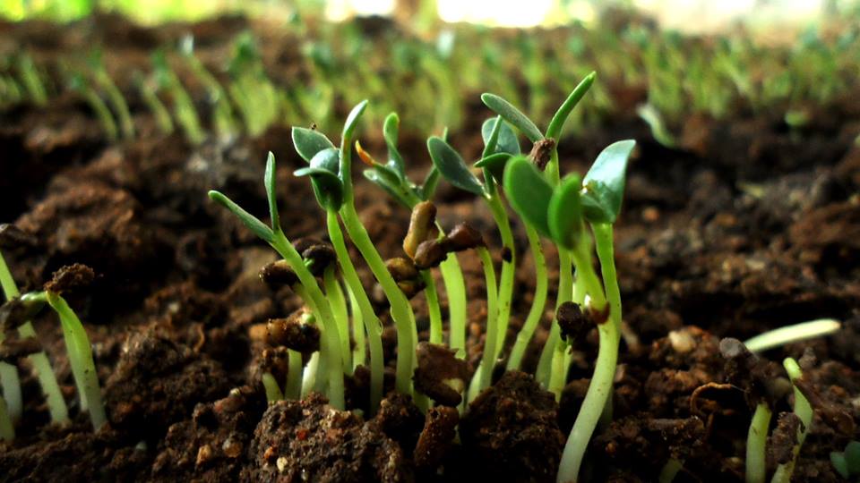 Fresh Fenugreek (Methi) Microgreens microgreens — Desi favourite — aromatic methi greens without the bitterness. Great for parathas and curries.