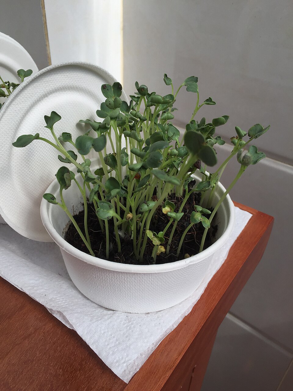 Fresh Grow-at-Home Microgreens Kit microgreens — Everything you need to grow your own: tray, organic cocopeat, 3 seed packs and a spray bottle.