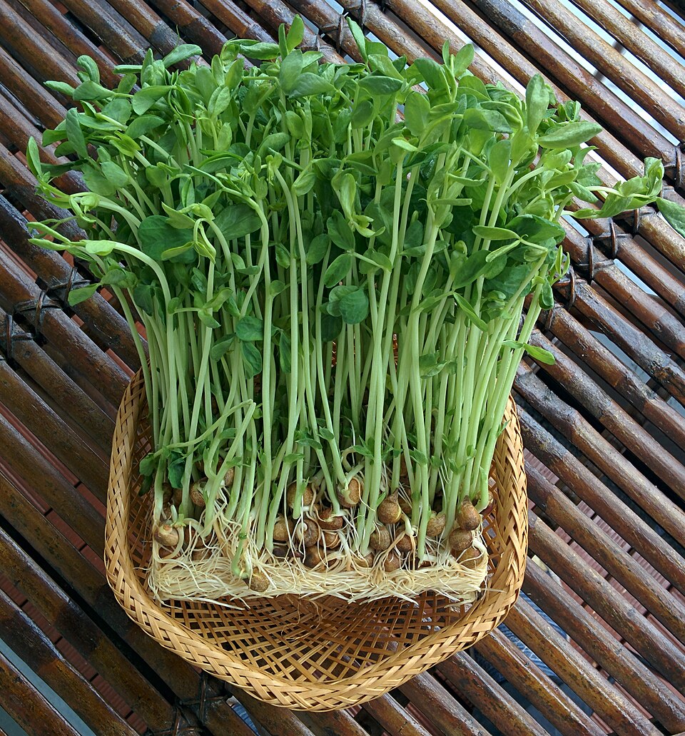 Fresh Pea Shoots microgreens — Sweet, tender pea vines with a fresh garden flavour. Perfect for stir-fries, wraps and garnishing.