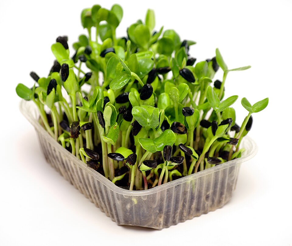 Fresh Sunflower Microgreens microgreens — Crunchy, nutty and packed with protein. A kids' favourite — great in salads, sandwiches and smoothies.