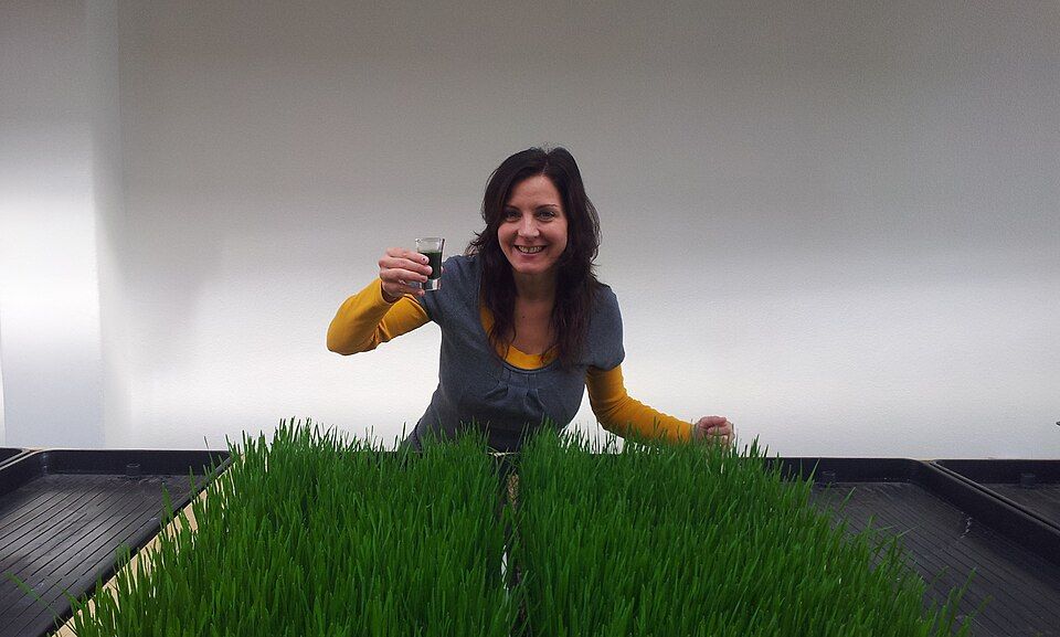 A fresh wheatgrass juice shot held above trays of growing wheatgrass